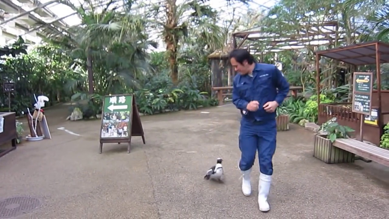 恋するペンギン　さくらちゃん