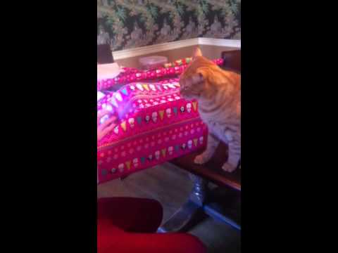 Kitty won't let us wrap presents