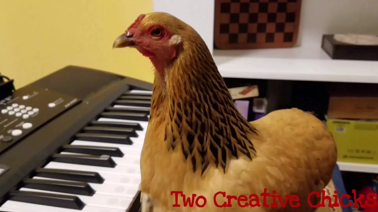 Patriotic Chicken Playing "America the Beautiful" on Keyboard Piano