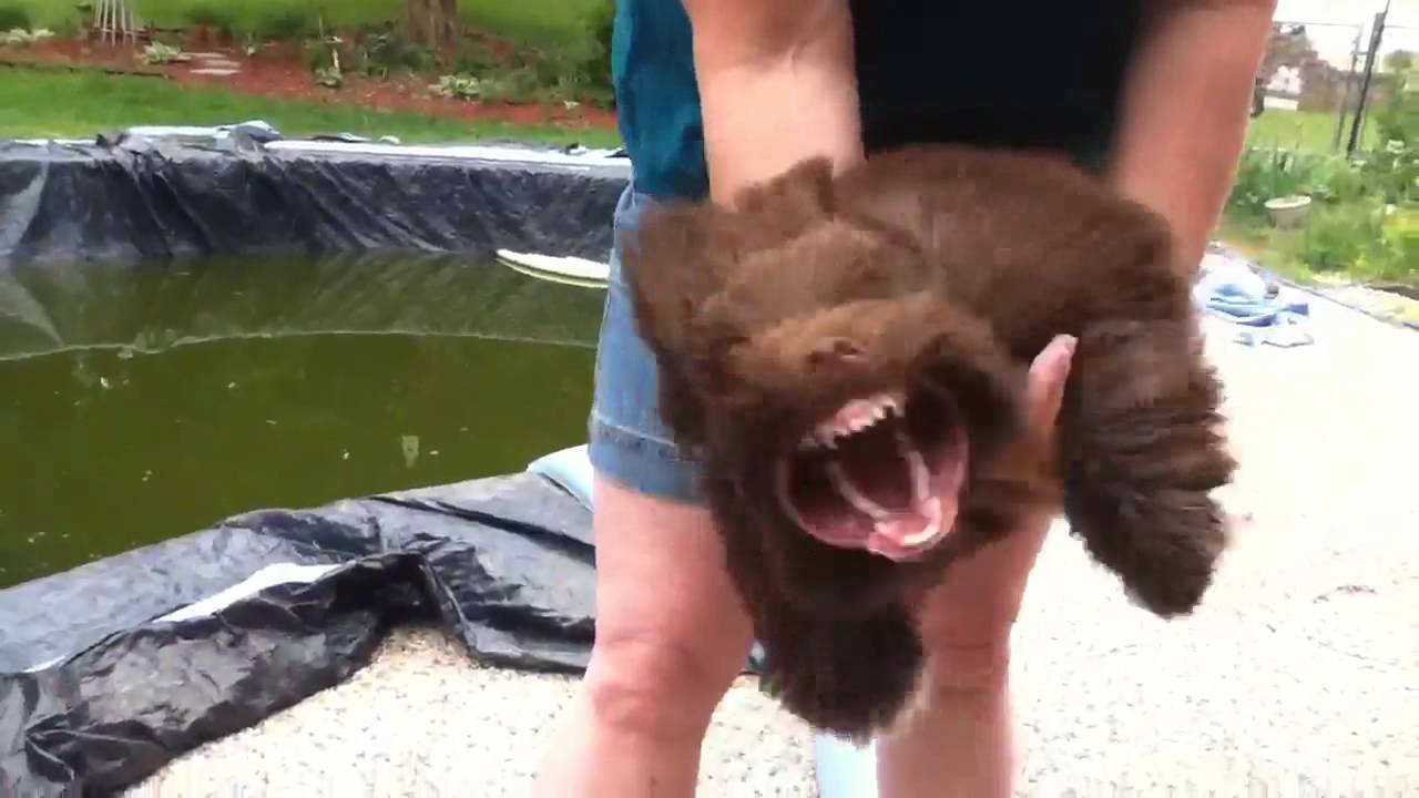 Funny Leaf Blower Dog (Not GROW related)