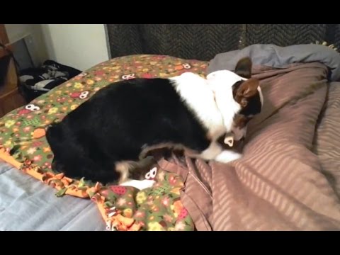 Dogs Hiding Their Bones in Weird Places