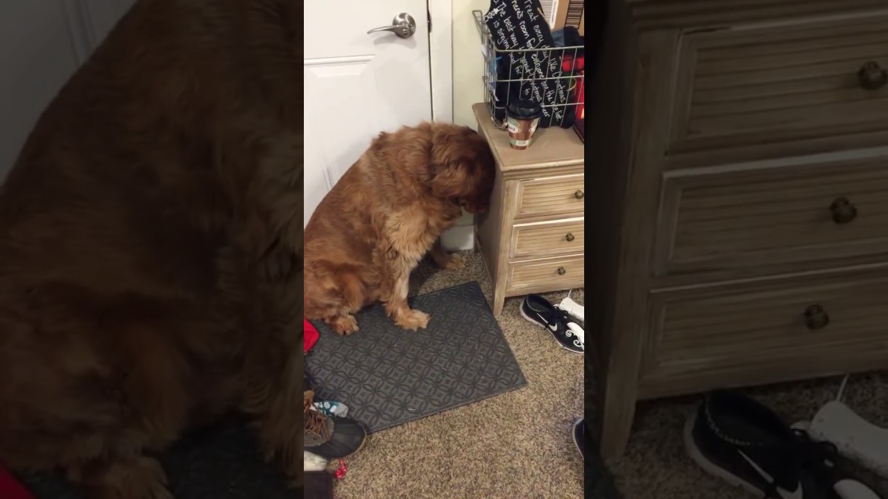 Guilty Cooper!