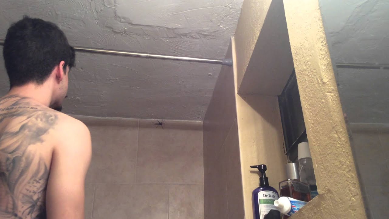 He Heard my prayers - Giant wolf spider captured miraculously, Praise Be!