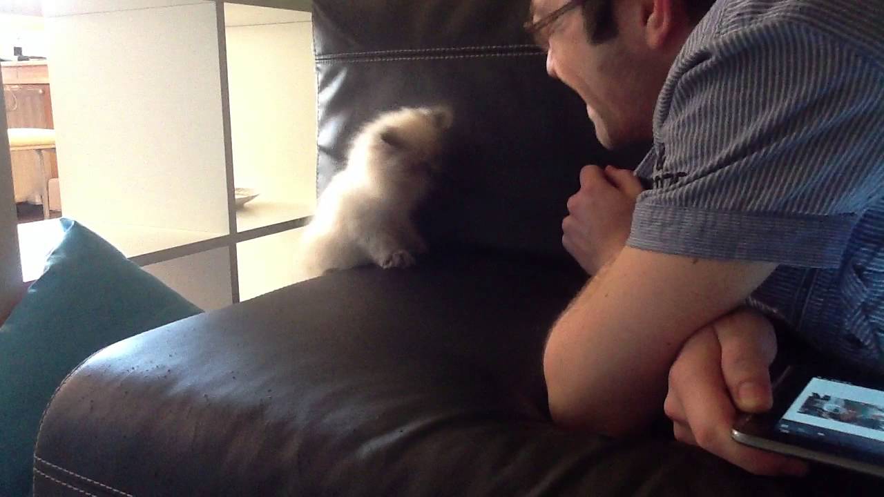 Cute kitten