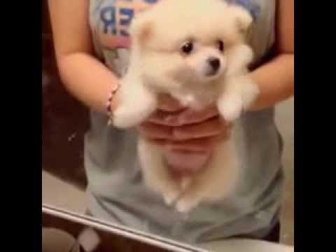Cute Pomeranian Air Swimming