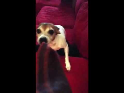 My dog Tofu just recently discovered Beggin Strips