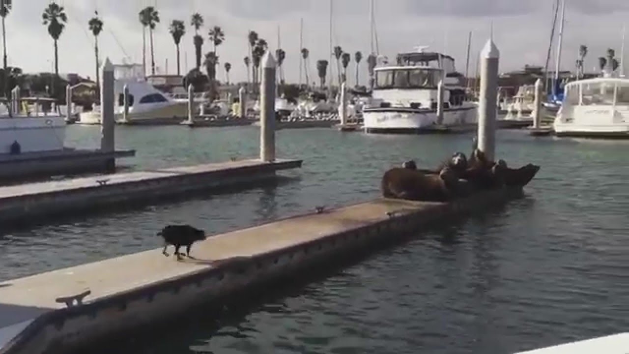 Dog Pushes Seals off of Dock