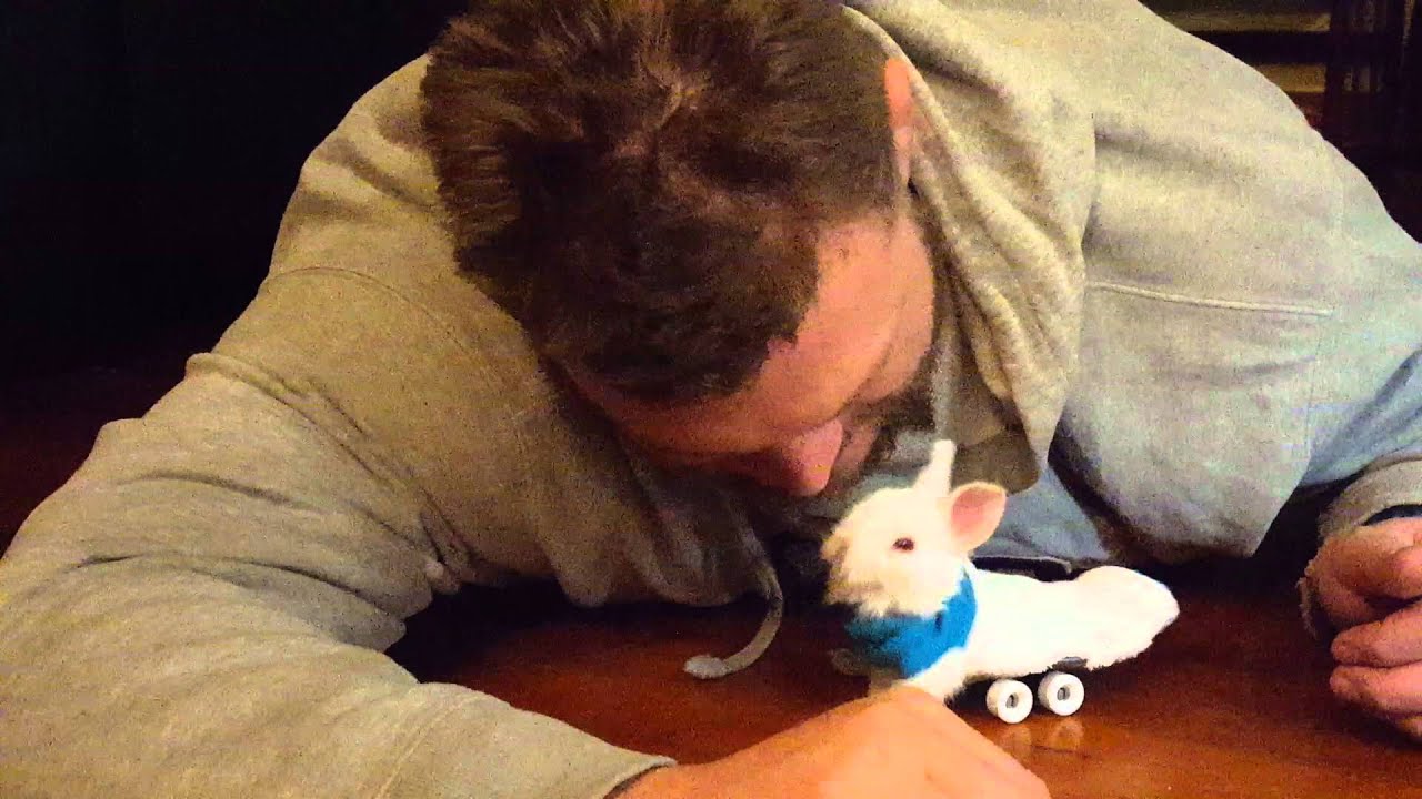 Special needs paralyzed bunny with wheelchair legs