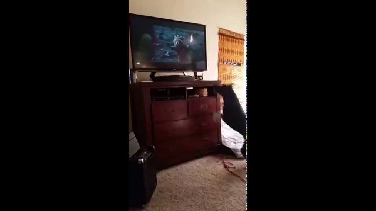 Dog trying to watch TV.. VERY FUNNY