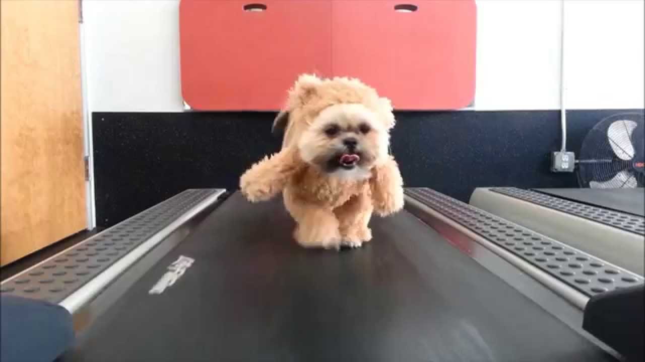 Munchkin the Teddy Bear gets her exercise ORIGINAL