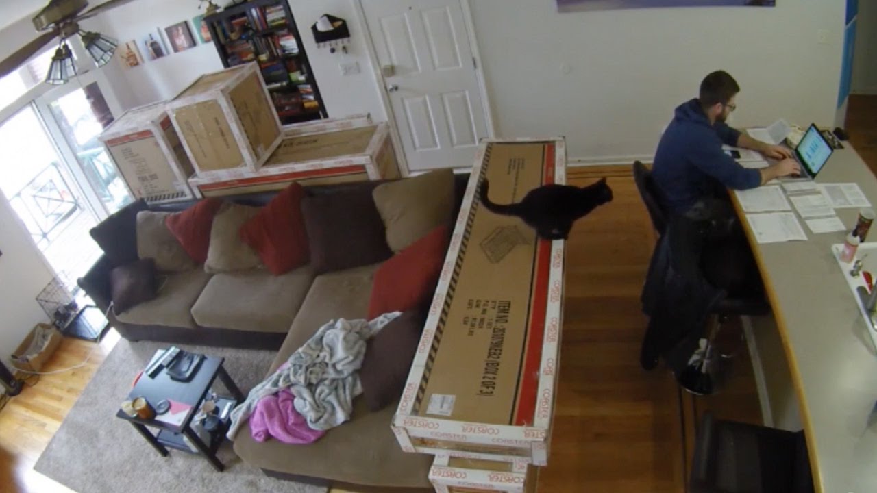 Hilarious Moment Cat Slips Off Table