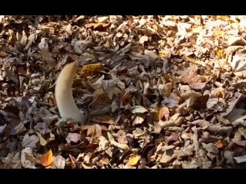 Stella's Leaf Pile