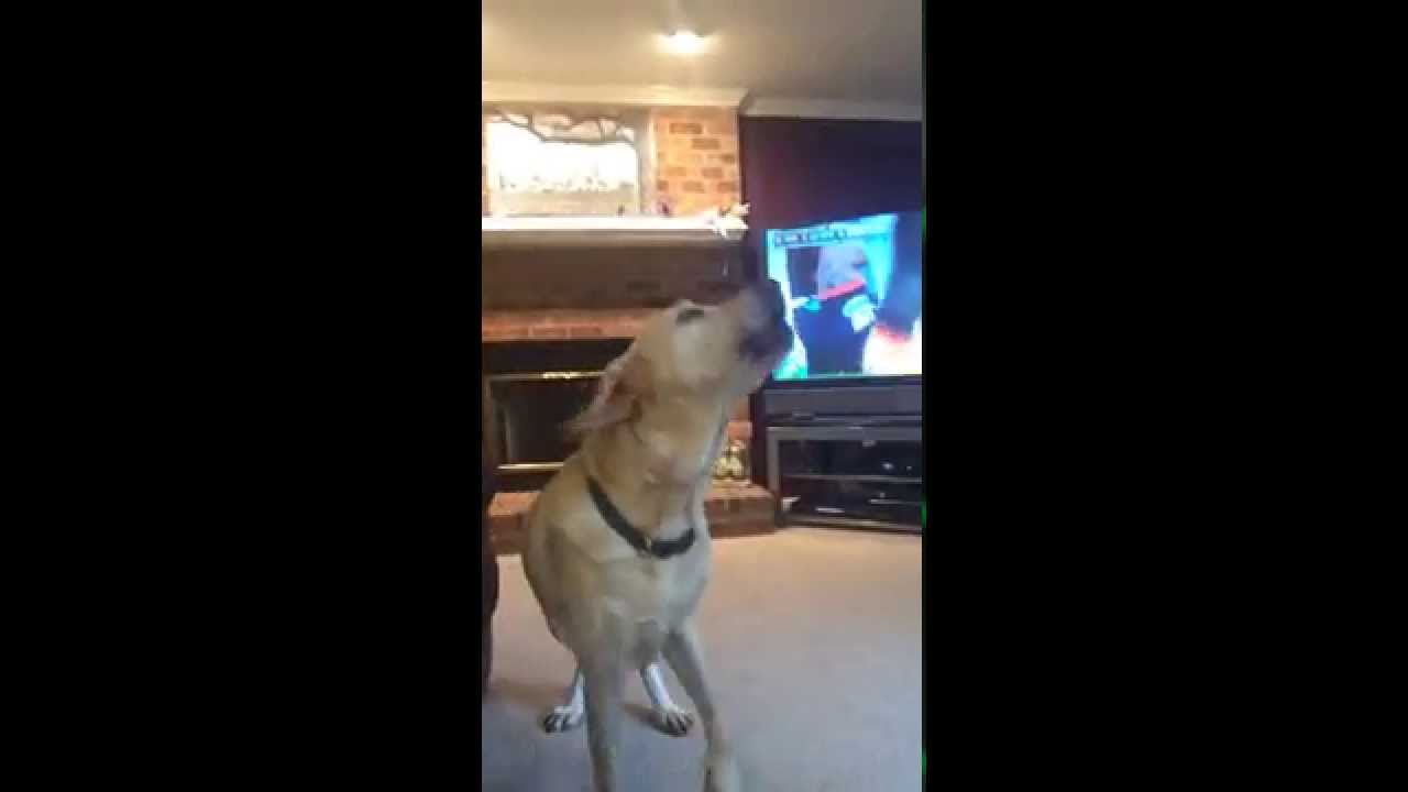 Dogs enter Howling competition, 5 month old wants to battle.