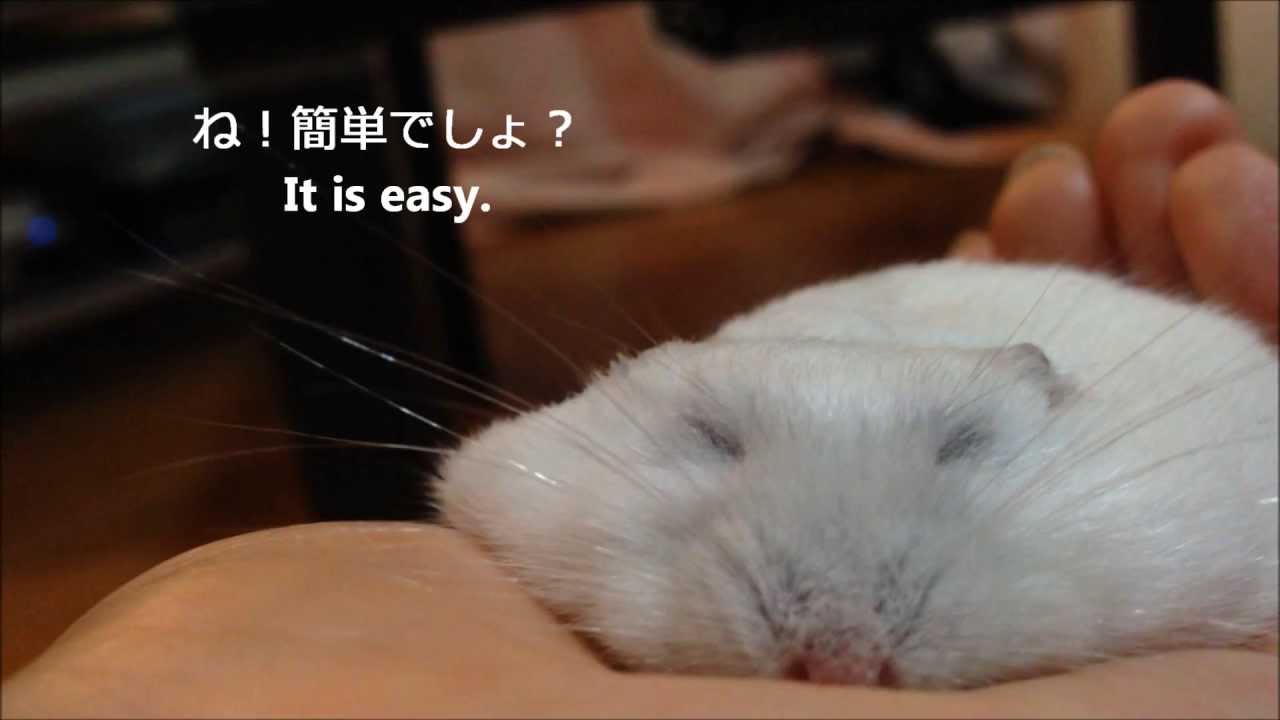 うす～いハムスターの作り方　How to make thin hamster