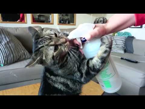 Joey Runs For His Water Bottle