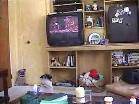 Pug Watching Television