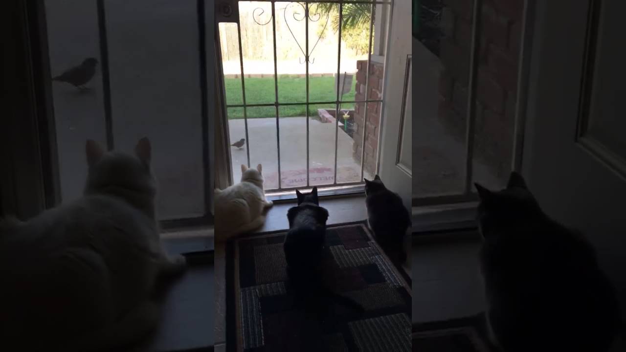 Scaredy cats