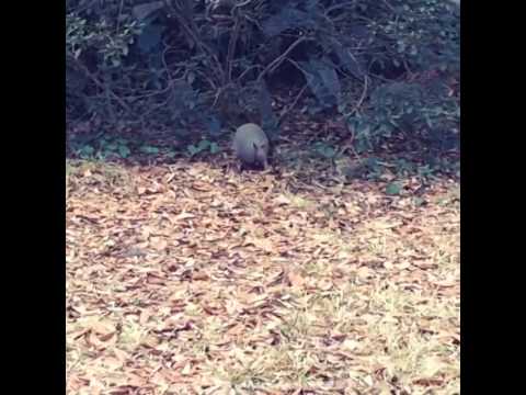 Dillo Jean - a leaf-gathering armadillo dances to Billie Jean