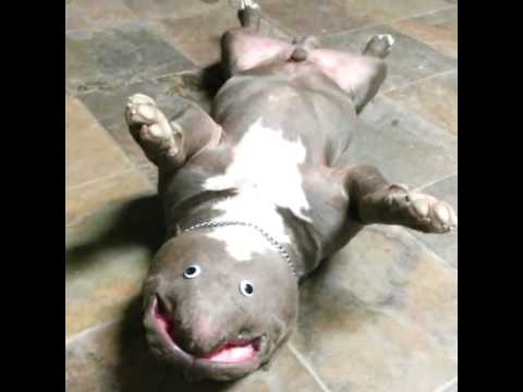 This is my new breed very exotic ‪#‎unafeyedbullyz‬