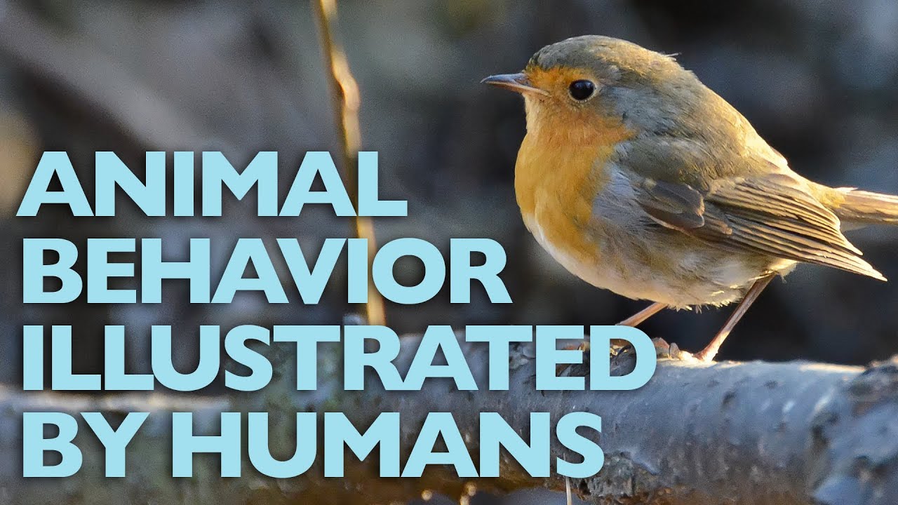 The European Robin: Animal Behavior Illustrated by Humans