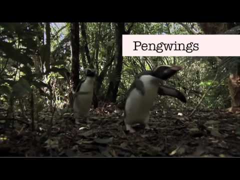 Benedict Cumberbatch can't say "Penguins"