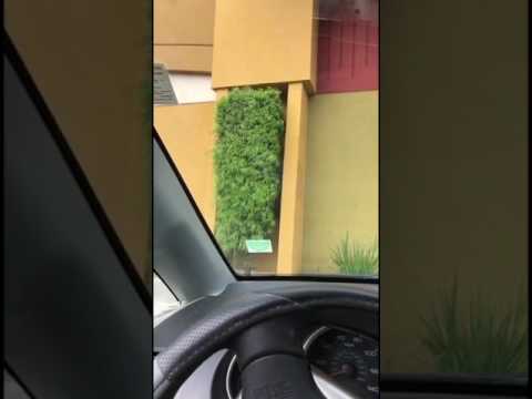 Bird karma