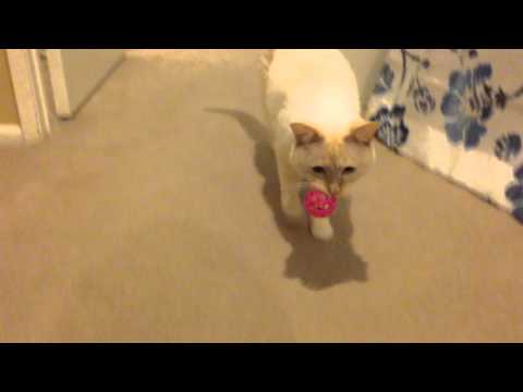 Cat Fetch Malfunction