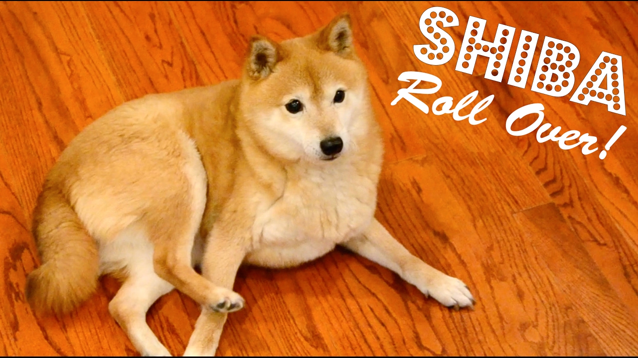 Shiba Inu has trouble rolling over