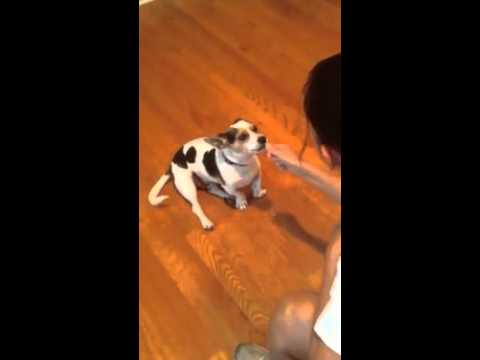 My Mom Teaching Our Dog Griffin to Meow