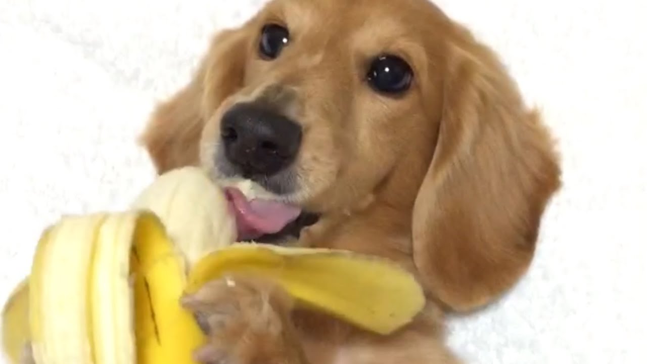 Cute Dog Eats Banana With Both Paws