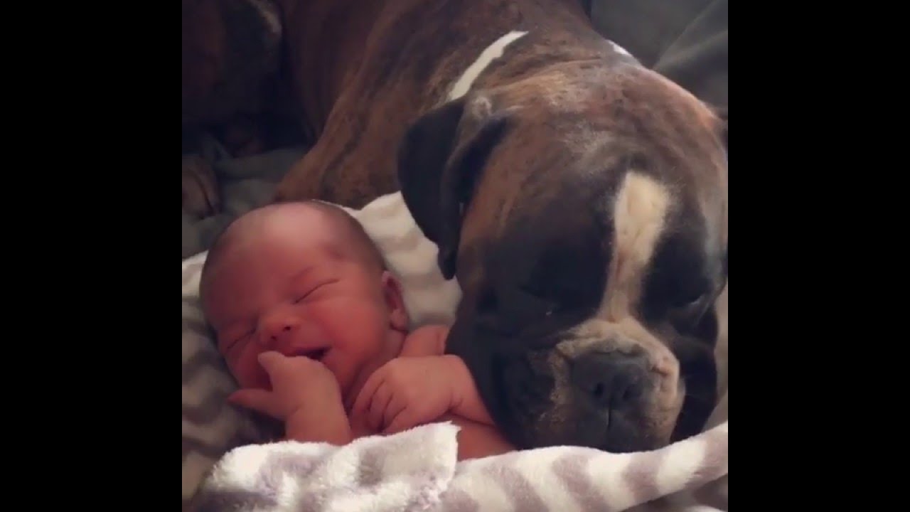 Adorable Boxer Gets Baby Brother || ViralHog