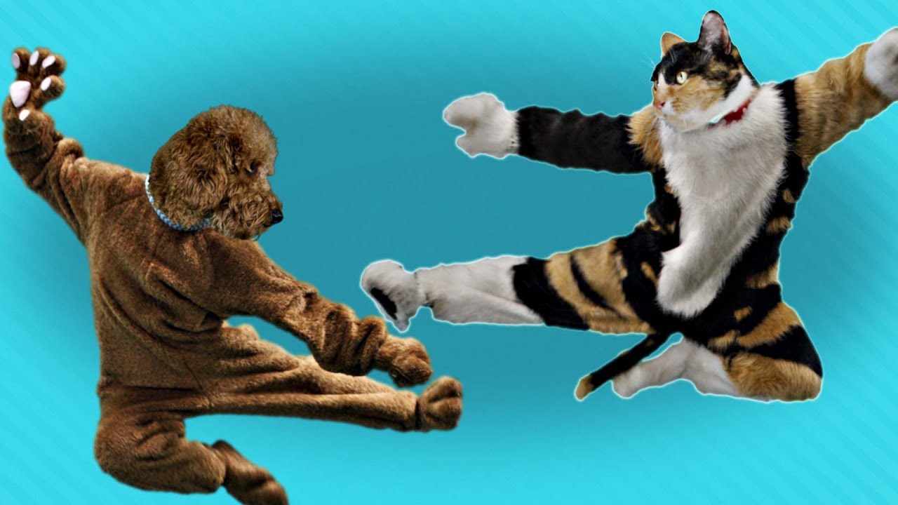 Cat Dog Kung Fu