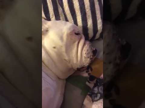 My dog snores like a cartoon character.