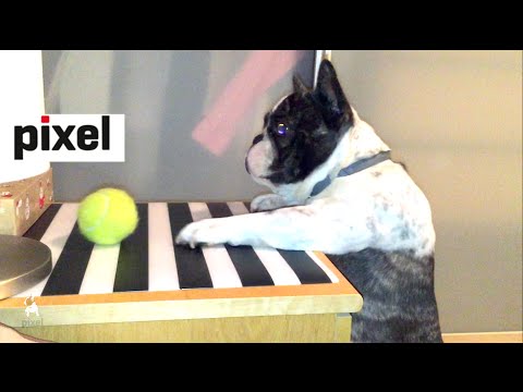 Pixel can't reach the ball