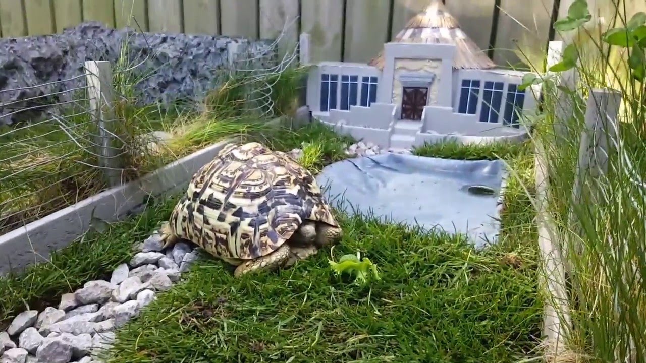 Minature Jurassic Park for my Tortoise
