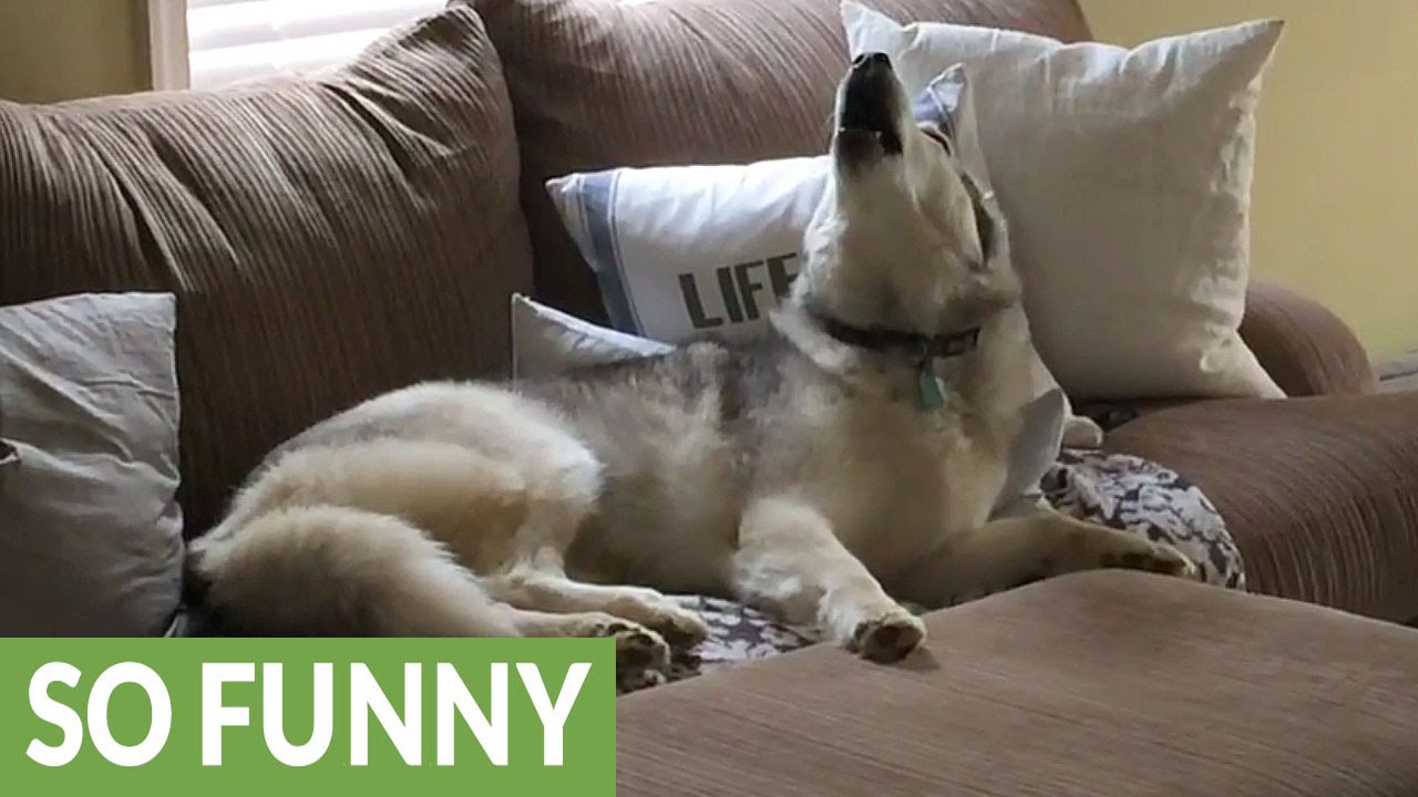 Stubborn Husky is a lazy couch potato