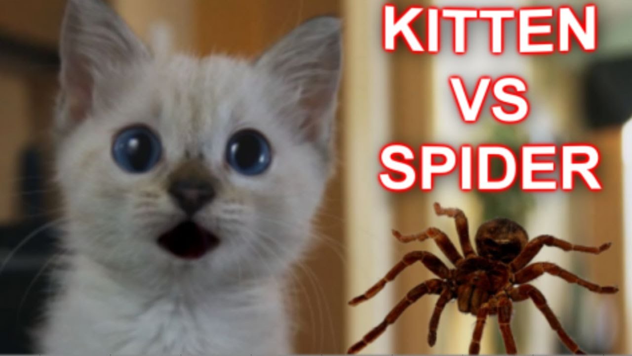 Kitten Vs Spider