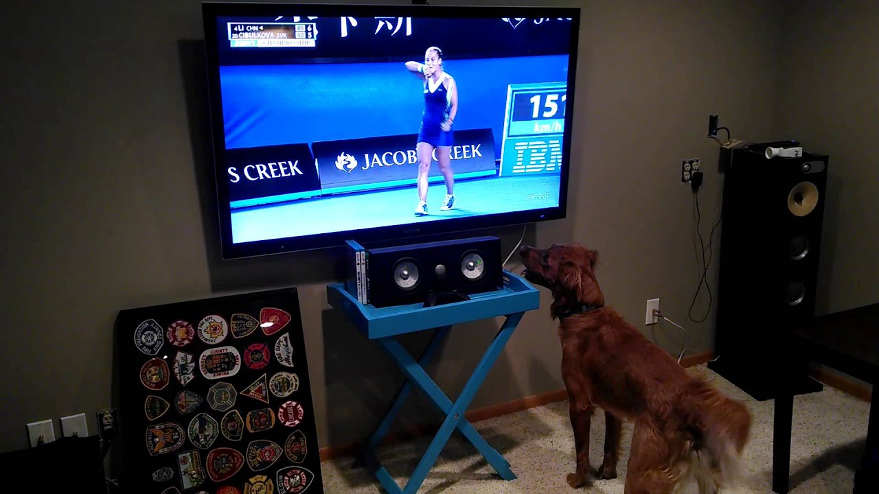 Dog loves watching tennis