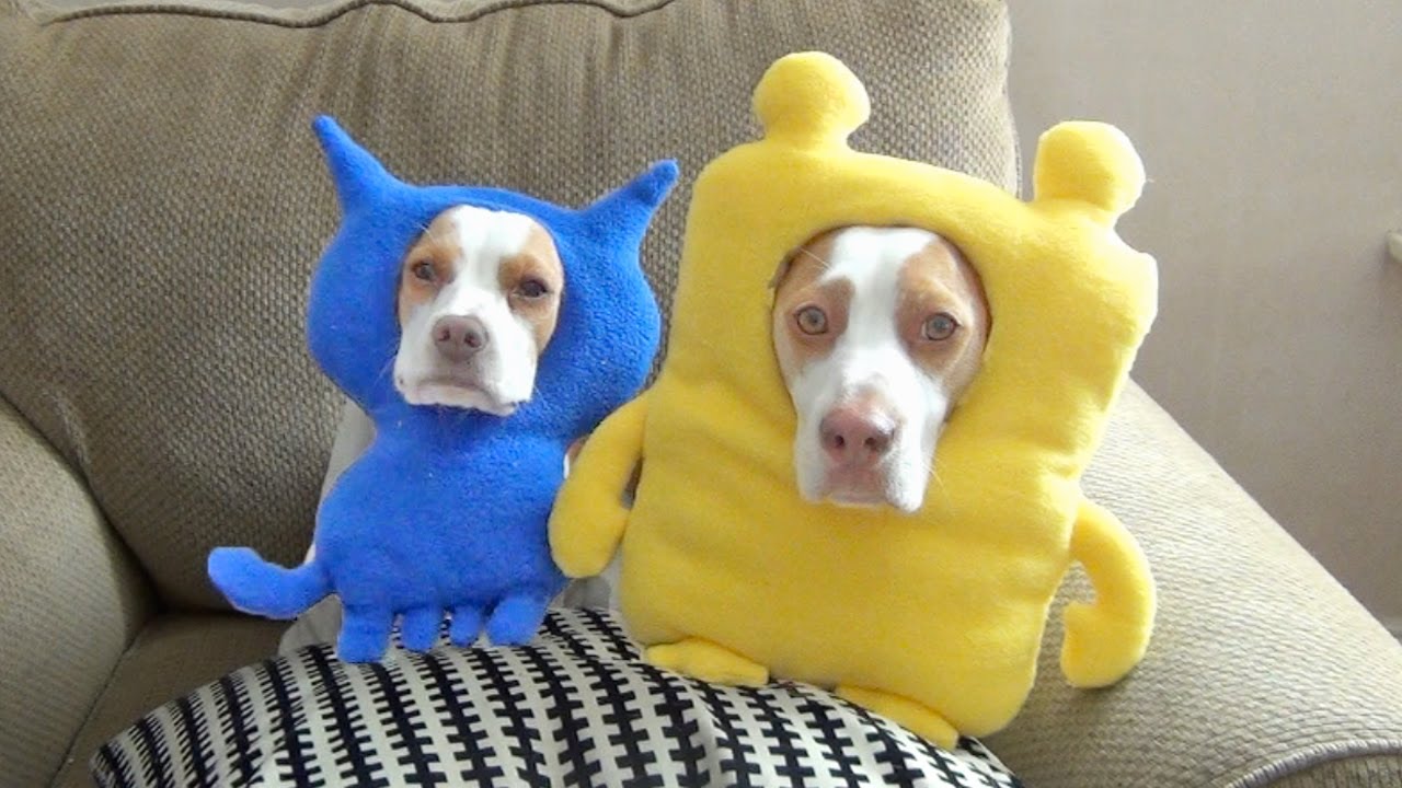 Ultimate Dog Shaming 2:  Cute Dog Maymo & Puppy Penny