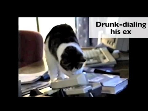 How Single Cats Are Spending Valentine's Day