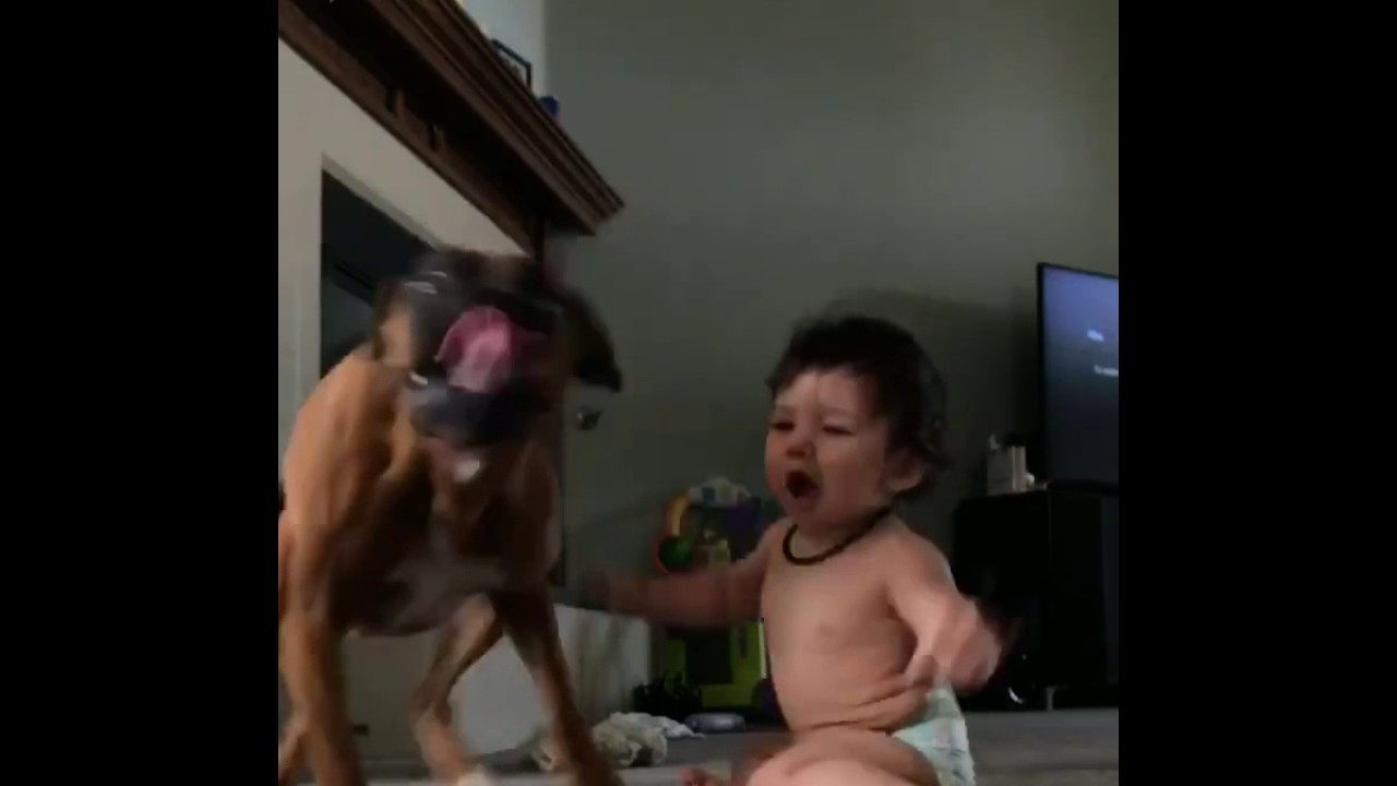 Boxer & Baby pop Bubbles