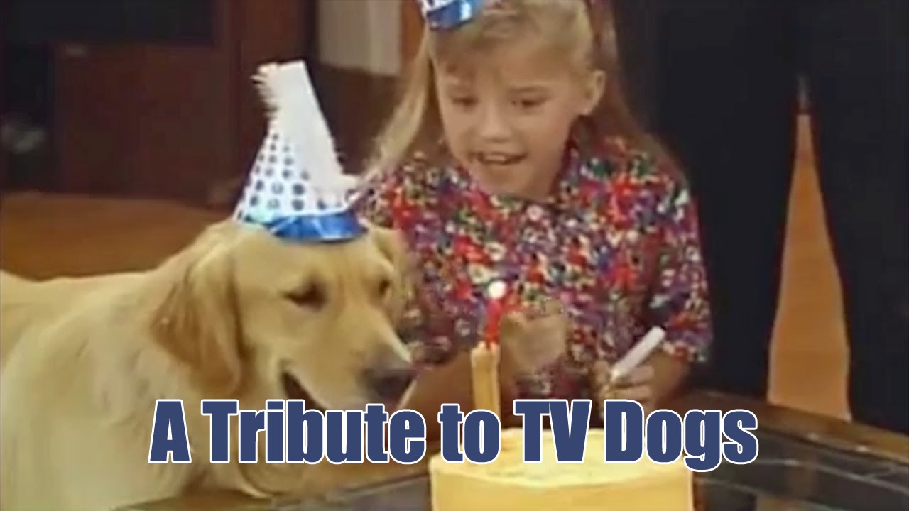 A Tribute to TV Dogs