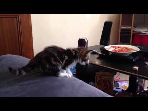 Lynx Jumping Fail