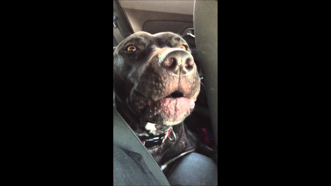 Dog Sings Hello by Adele Buckeye