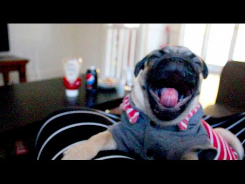 Pug Puppy Caught Yawning 29 Times