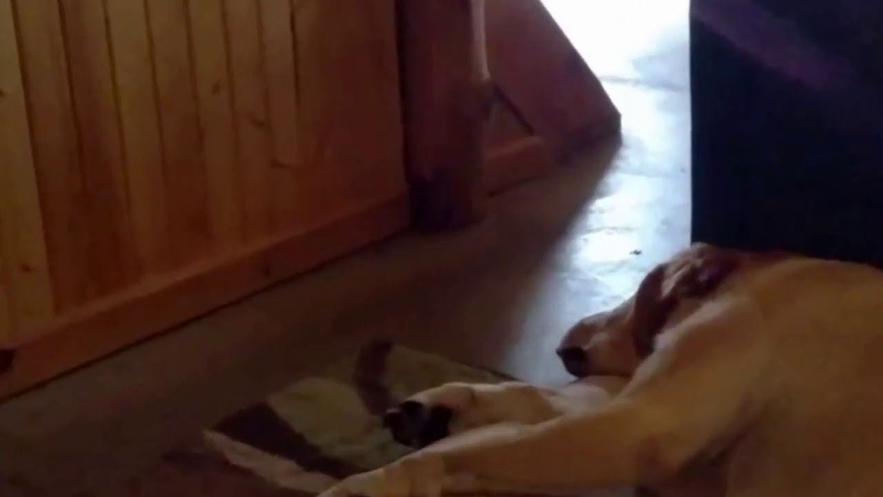 Lab has a Funny Snore