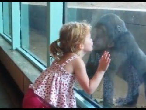 Little Girl Kyla Plays with and Kisses Baby Gorilla- ORIGINAL VIDEO BY FAMILY