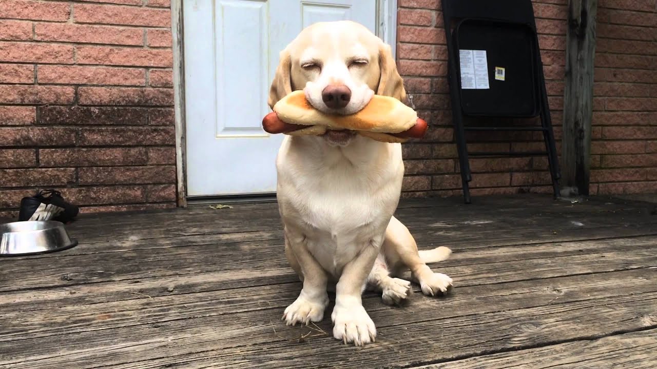 Sid loves food (compilation)
