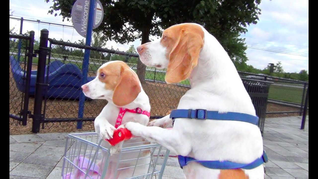 Dog Takes Puppy on Journey in Shopping Cart: Cute Dog Maymo and Puppy Penny