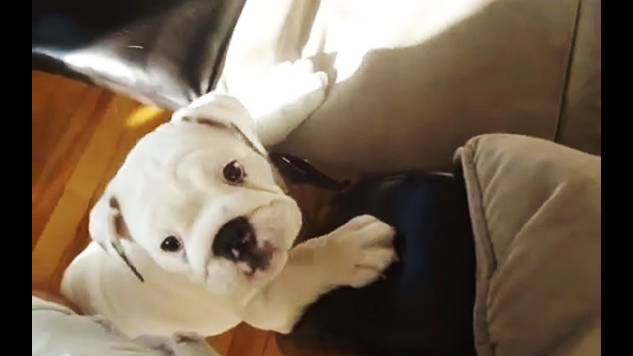 Puppies Trying to Get on Couch